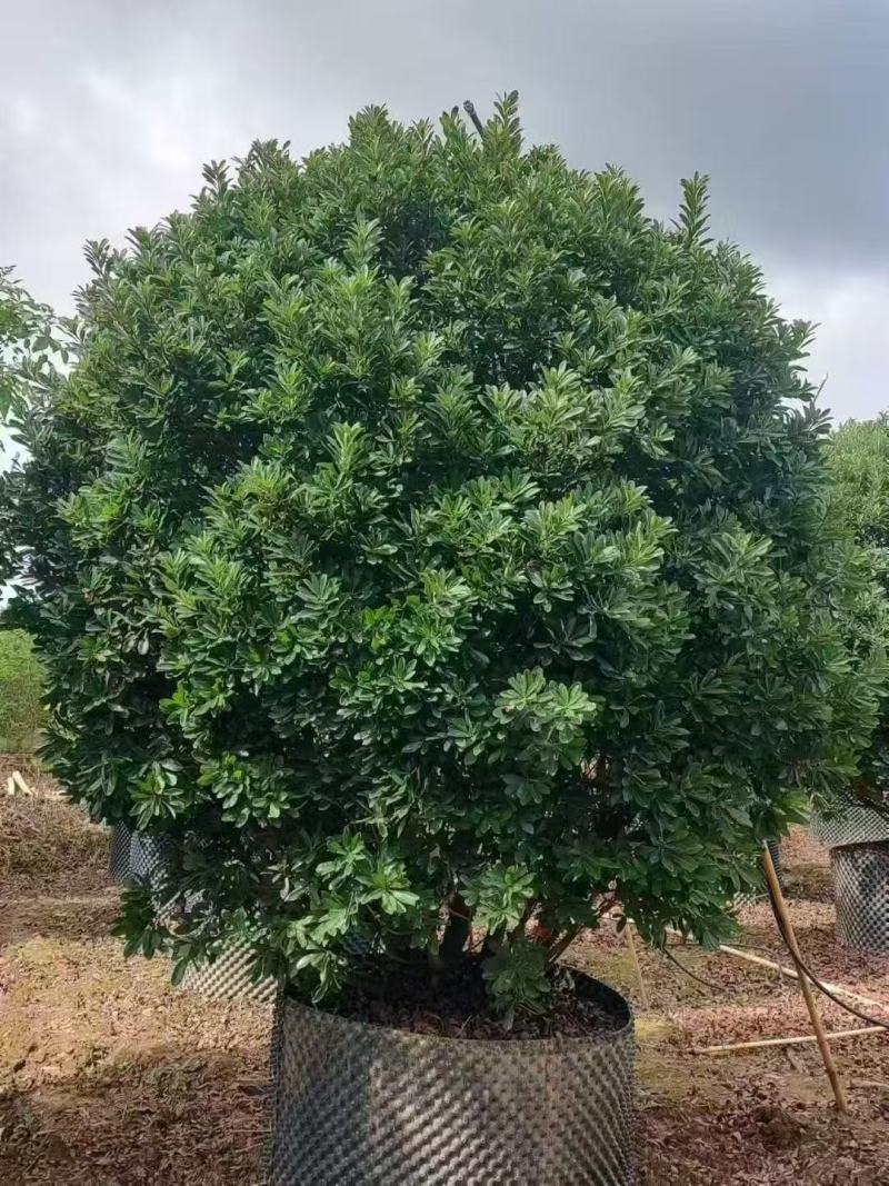 杨梅树基地大量低价出售