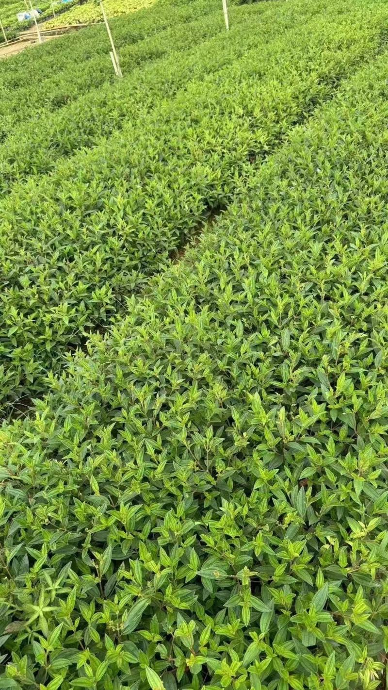 紫花巴西野牡丹基地大量低价出售