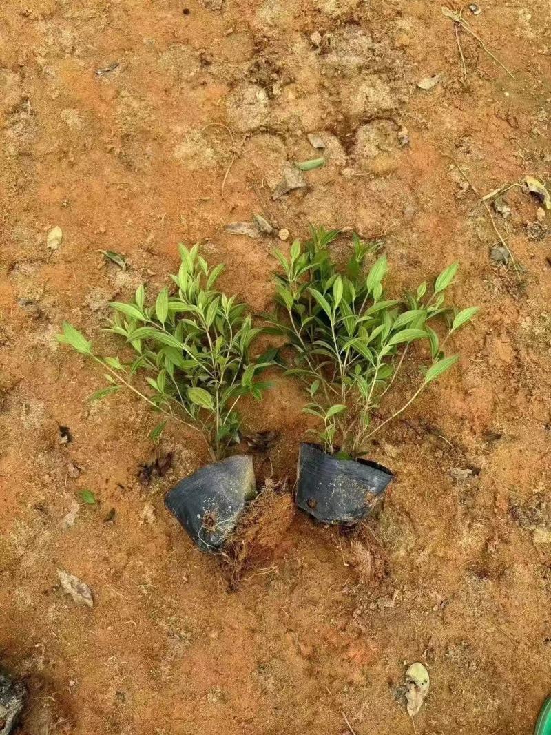 紫花巴西野牡丹基地大量低价出售