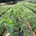 紫花巴西野牡丹基地大量低价出售