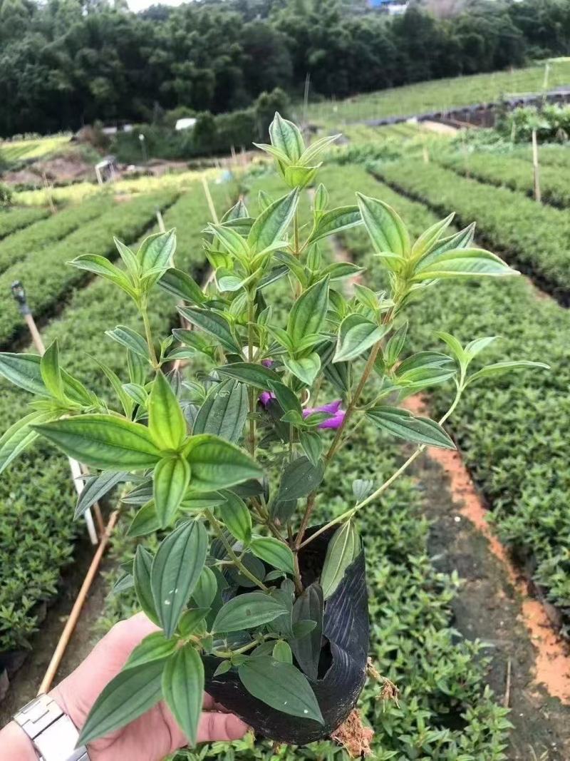 紫花巴西野牡丹基地大量低价出售
