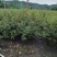 紫花巴西野牡丹基地大量低价出售