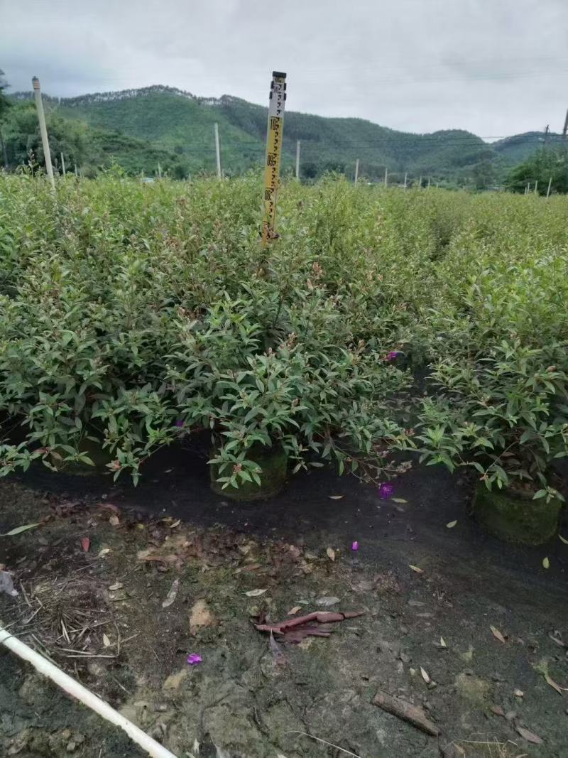 紫花巴西野牡丹基地大量低价出售