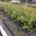 紫花巴西野牡丹基地大量低价出售
