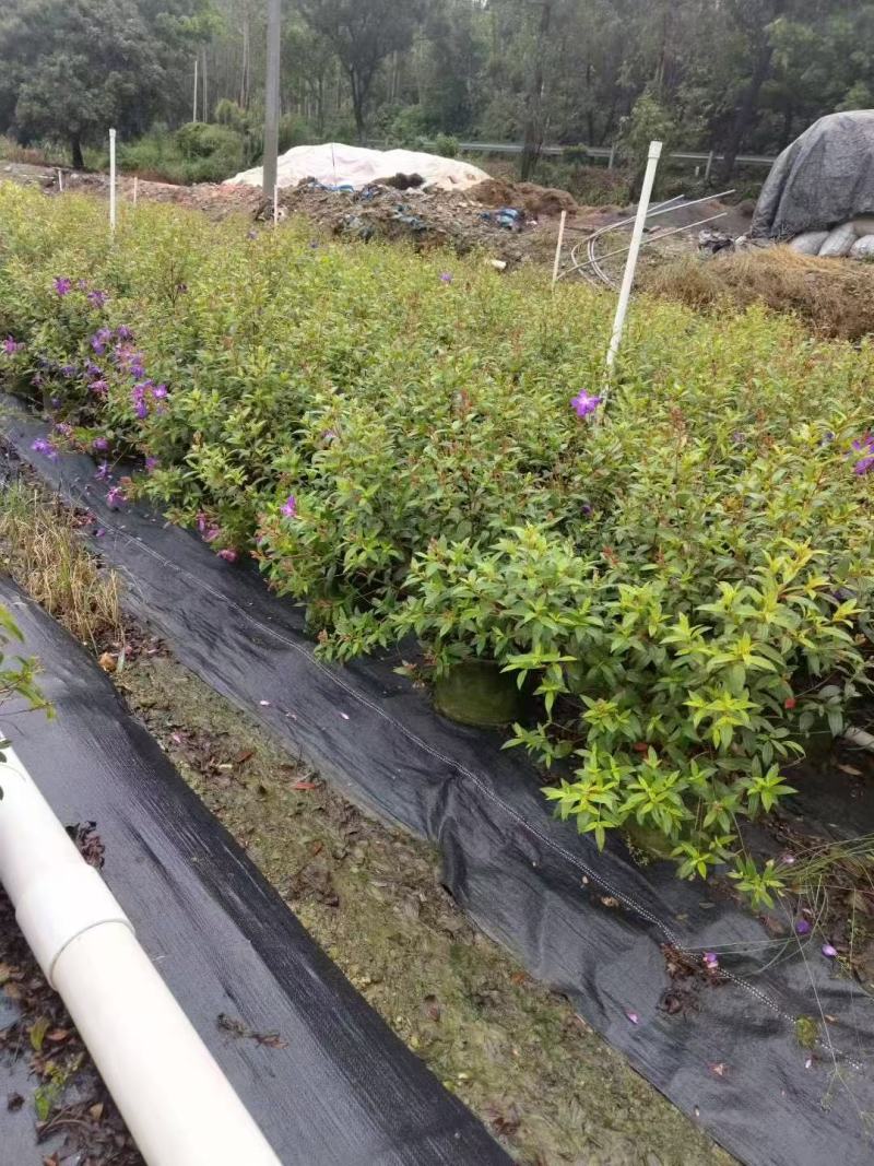 紫花巴西野牡丹基地大量低价出售