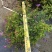 紫花巴西野牡丹基地大量低价出售