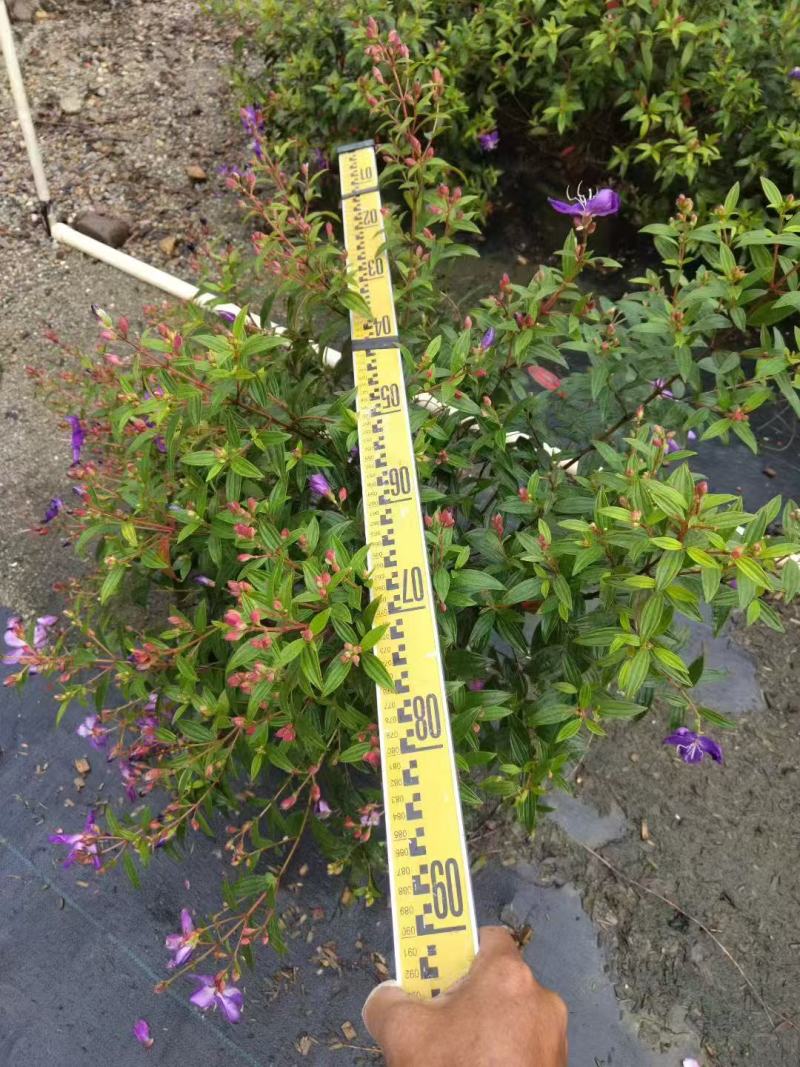 紫花巴西野牡丹基地大量低价出售