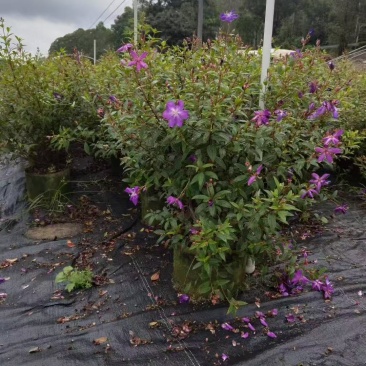 紫花巴西野牡丹基地大量低价出售