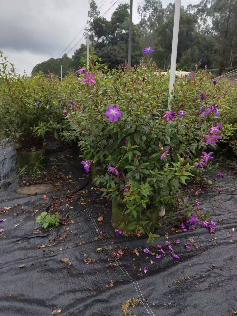 紫花巴西野牡丹基地大量低价出售