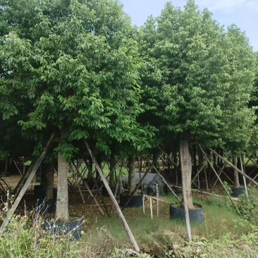 阴香基地大量低价出售