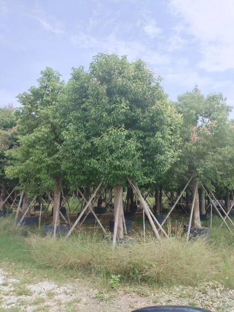 阴香基地大量低价出售