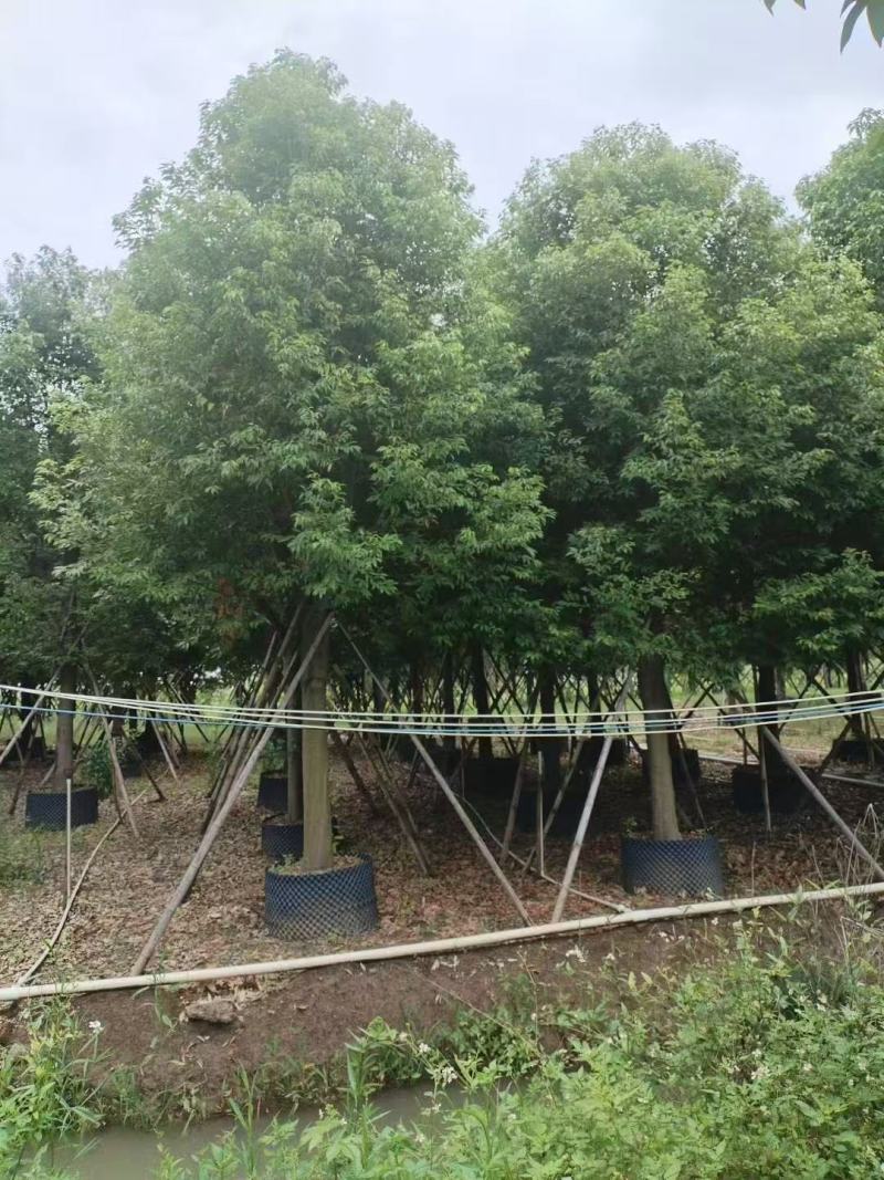 阴香基地大量低价出售