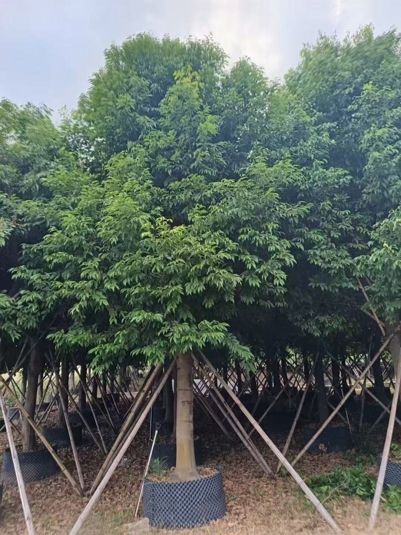 阴香基地大量低价出售