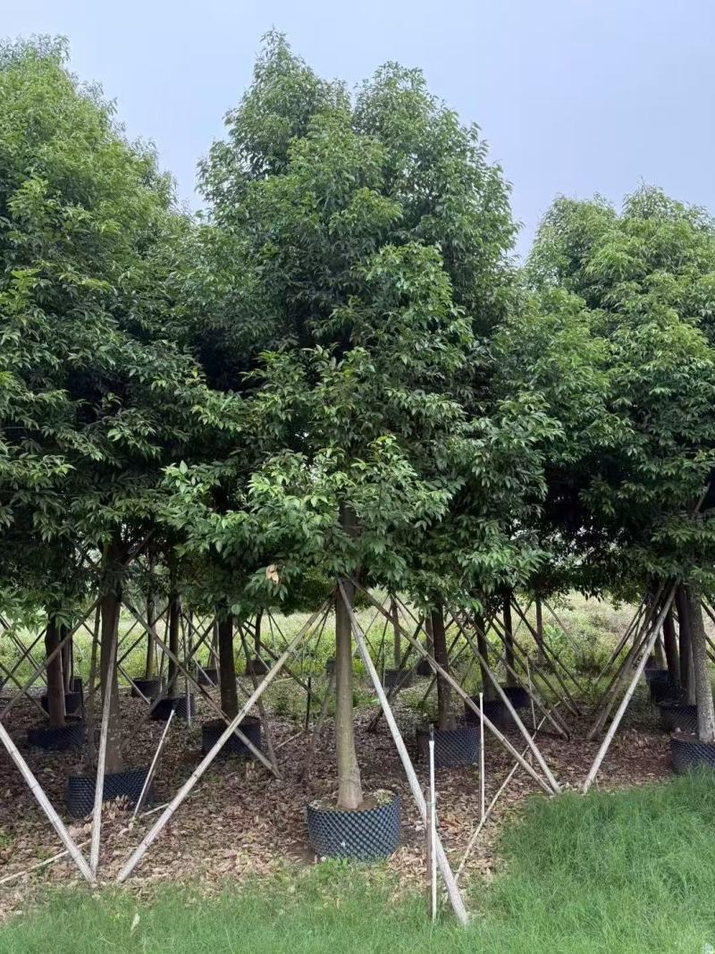 阴香基地大量低价出售