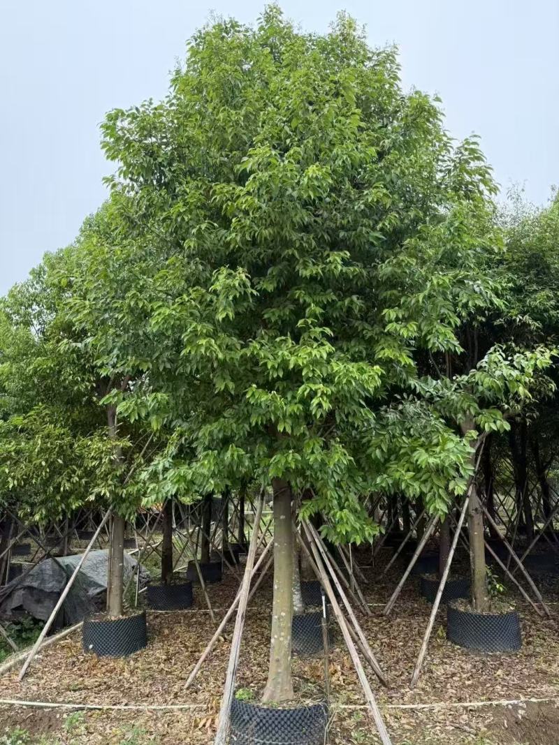 阴香基地大量低价出售