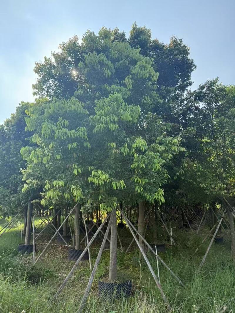 阴香基地大量低价出售