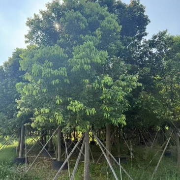 天竺桂基地大量低价出售