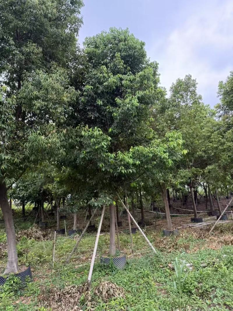 天竺桂基地大量低价出售