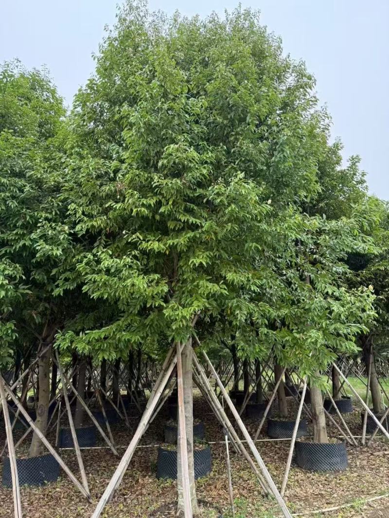 天竺桂基地大量低价出售