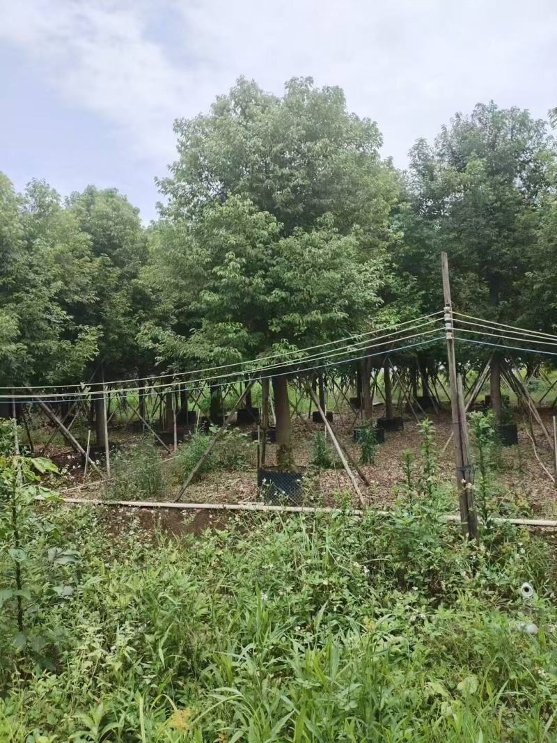 天竺桂基地大量低价出售