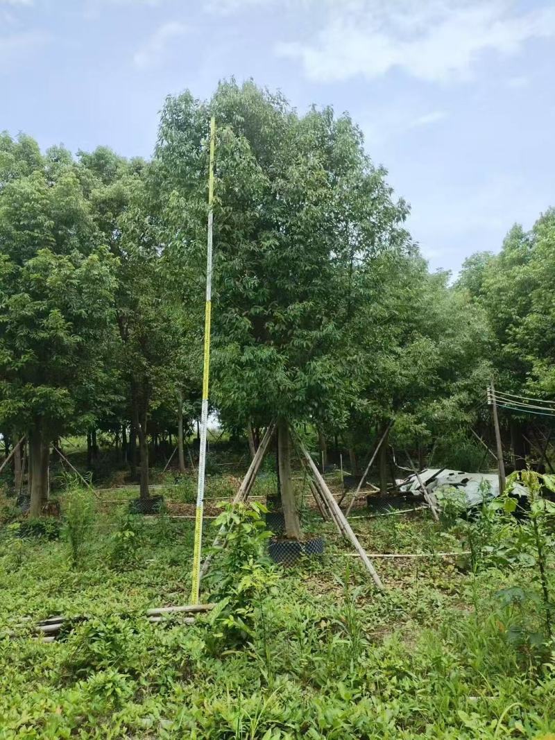 天竺桂基地大量低价出售
