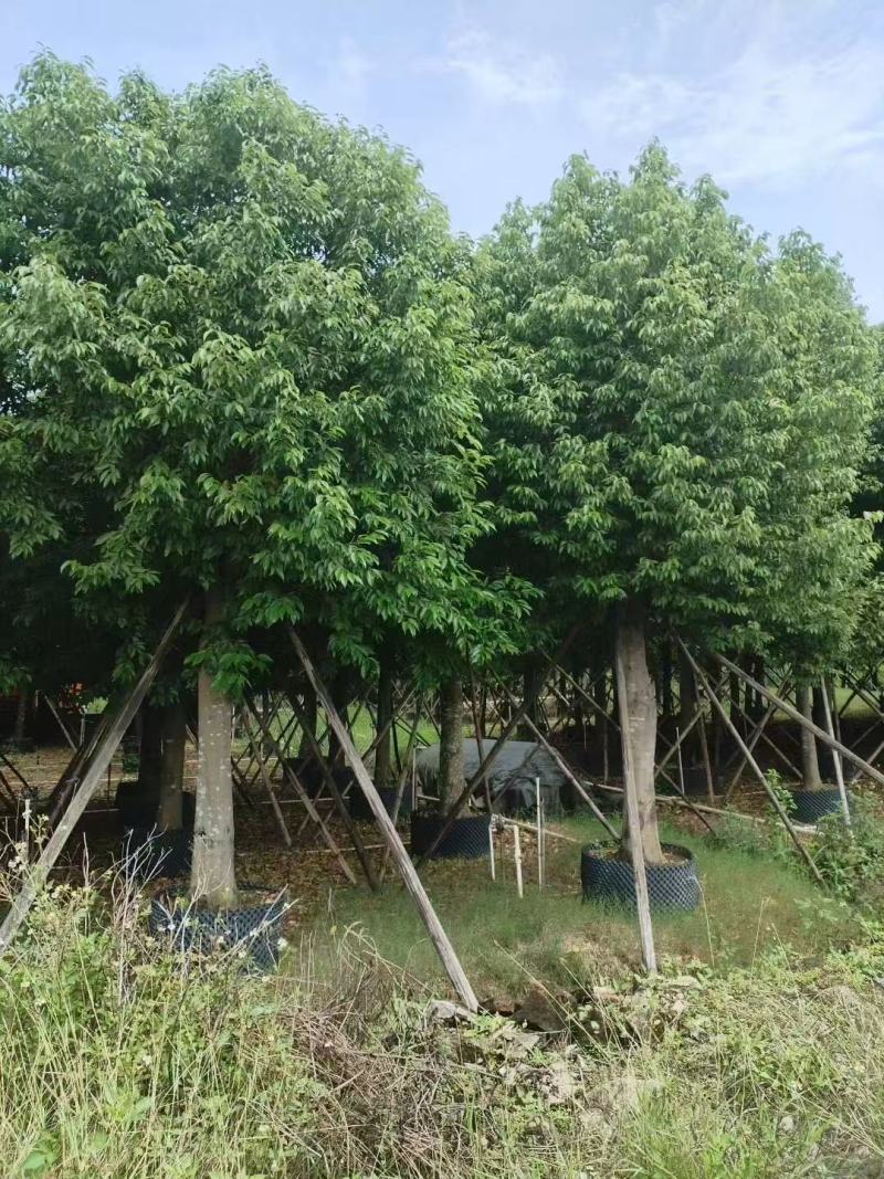 天竺桂基地大量低价出售