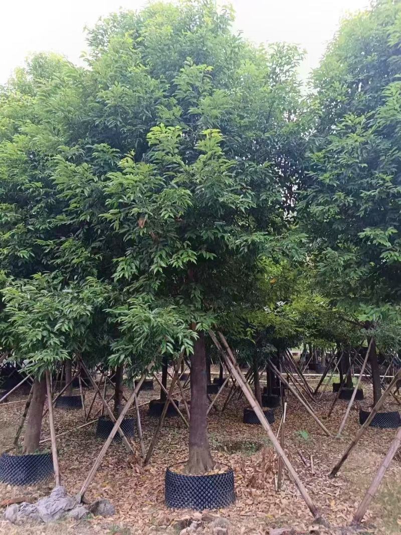 天竺桂基地大量低价出售