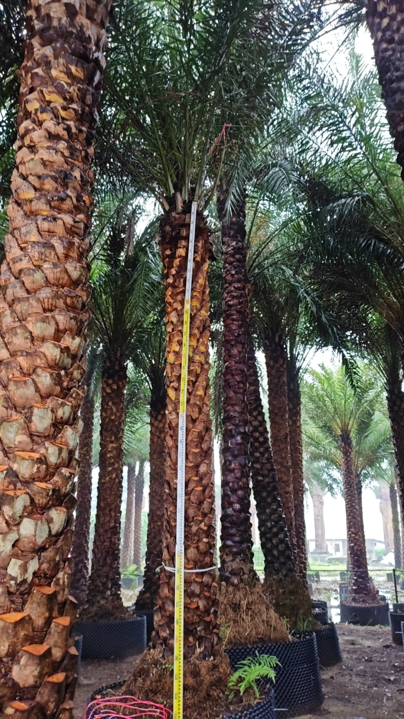 银海枣中东海枣基地大量低价出售