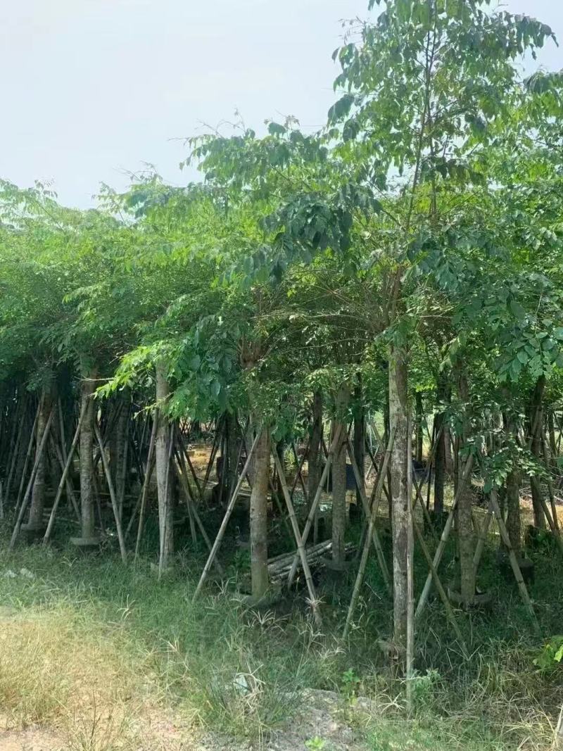 印度紫檀基地大量出售