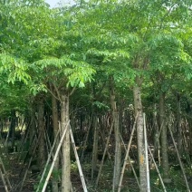 印度紫檀基地大量出售