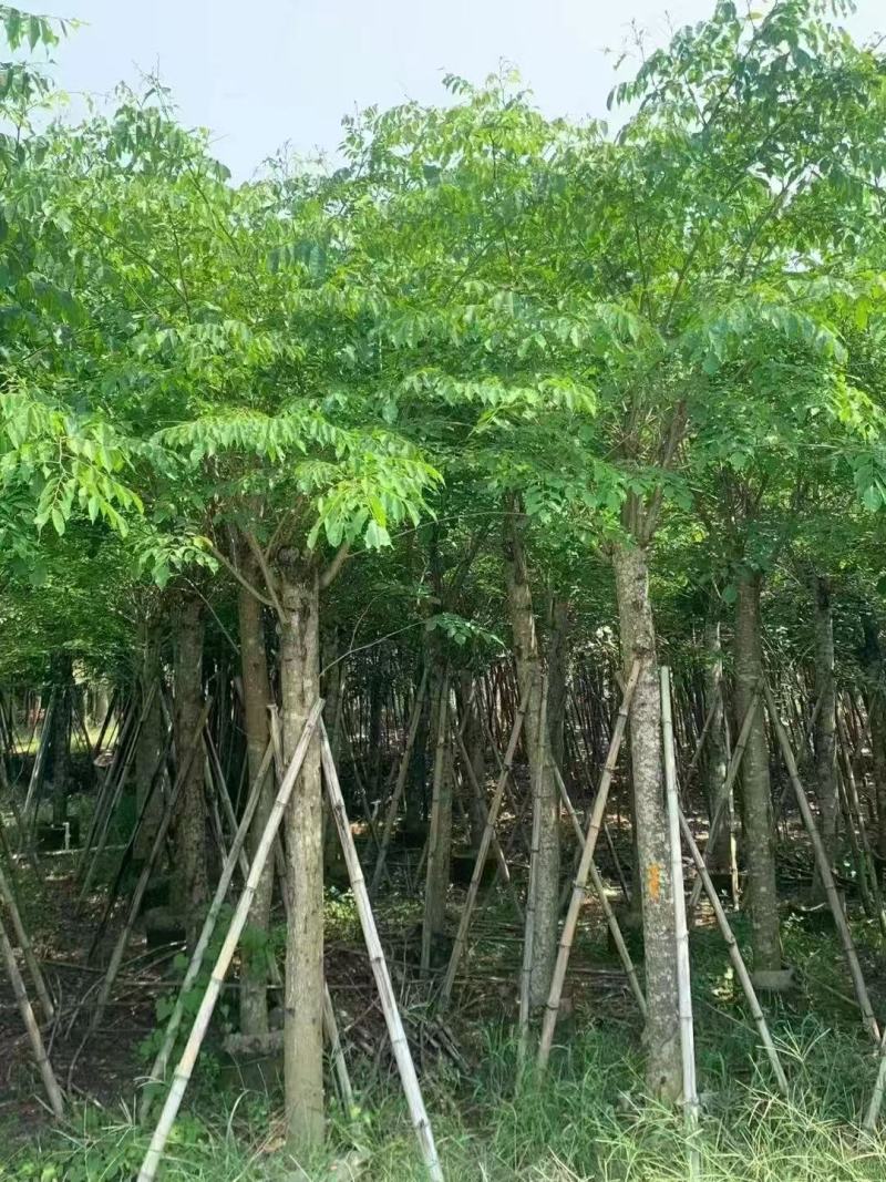 印度紫檀基地大量出售