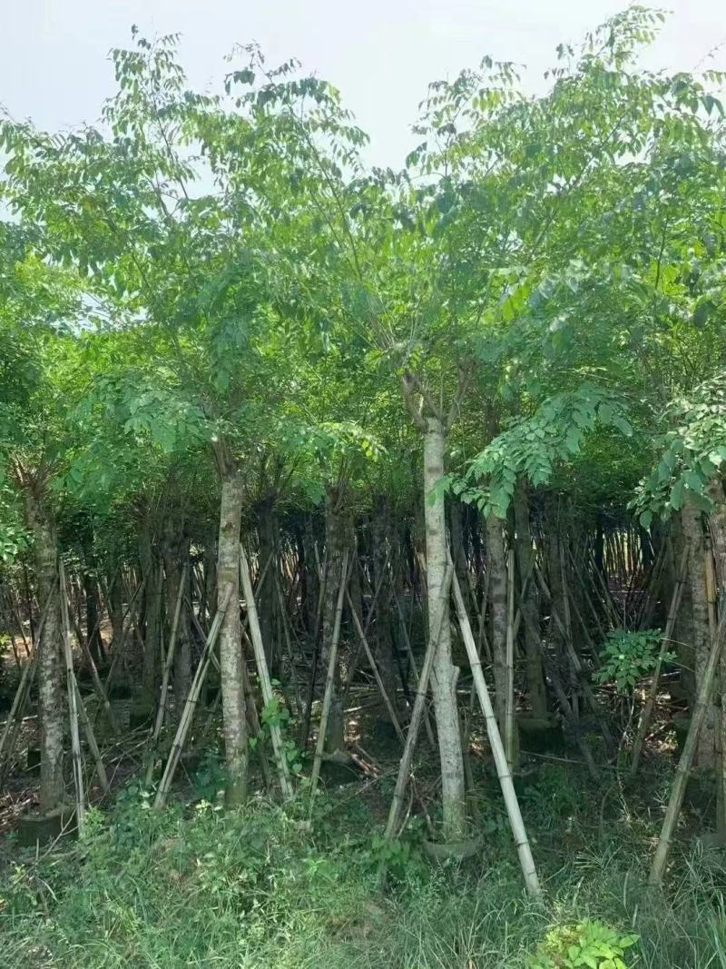 印度紫檀基地大量出售