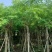 印度紫檀基地大量出售