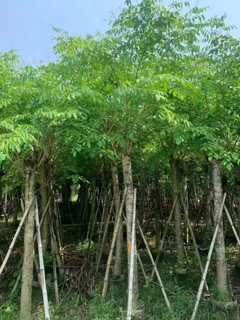 印度紫檀基地大量出售