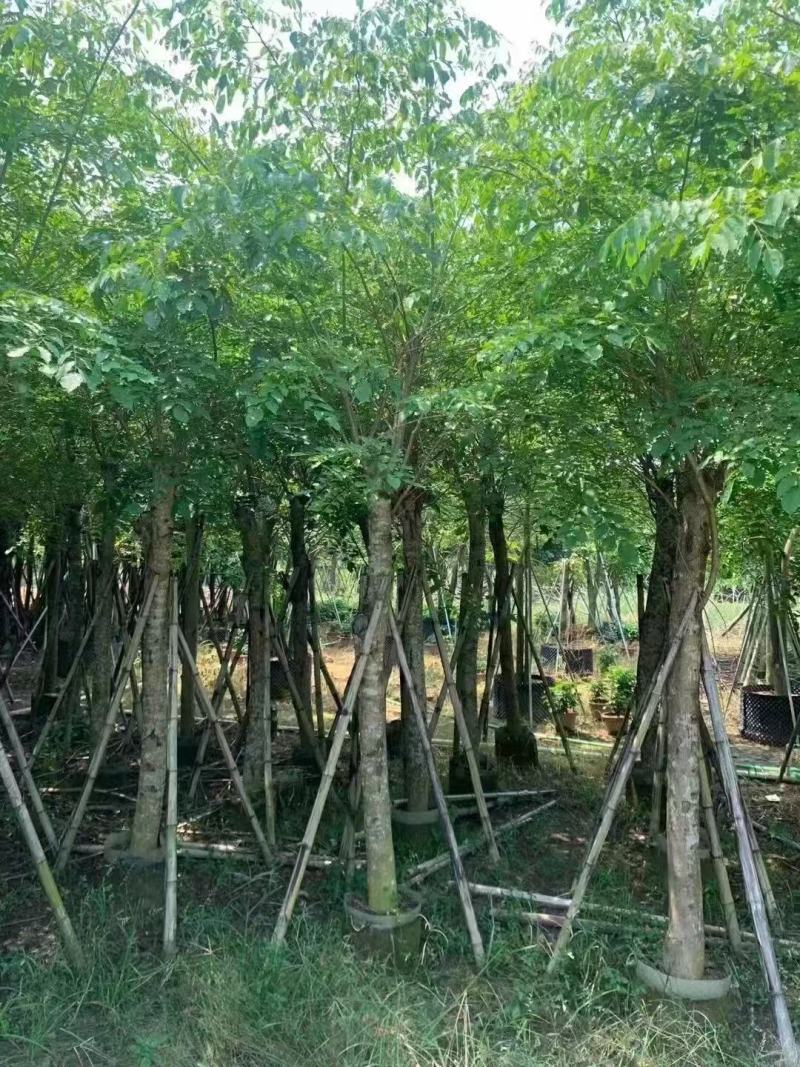 印度紫檀基地大量出售