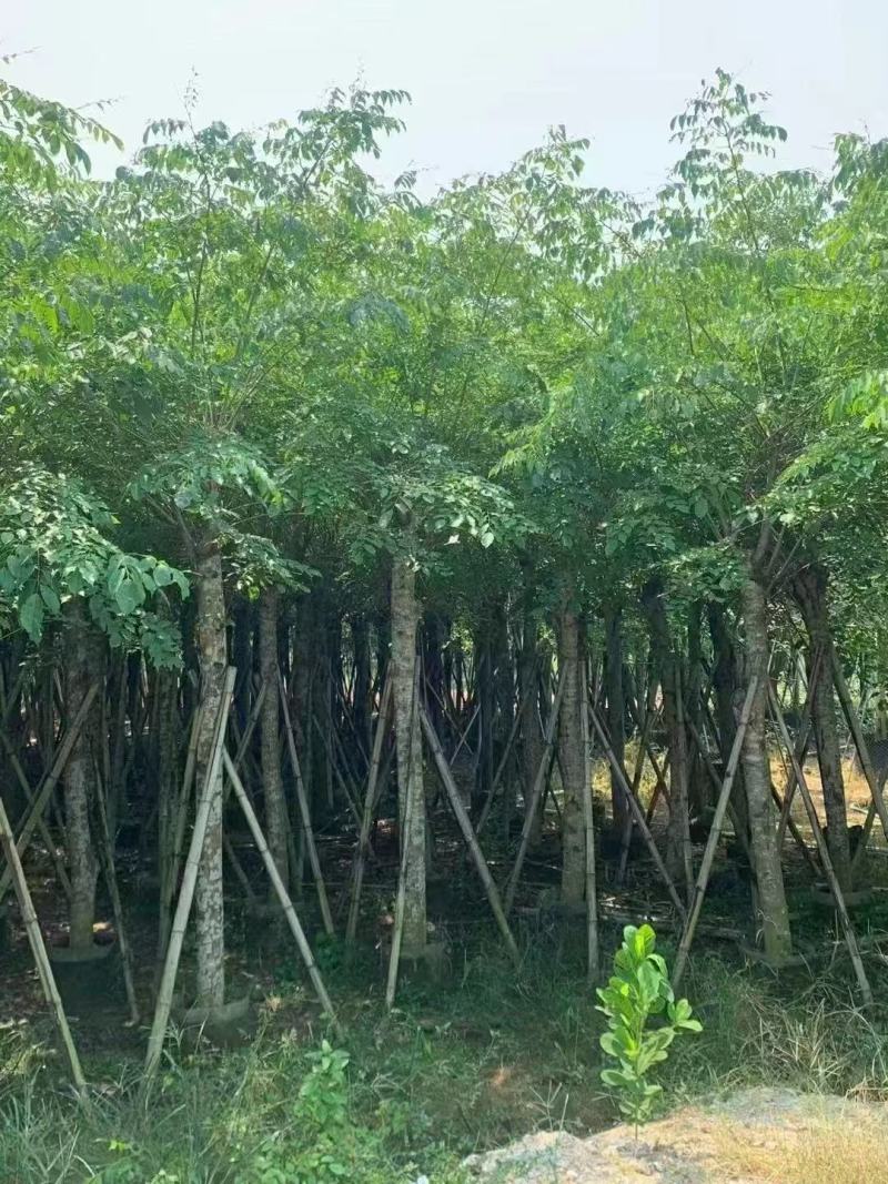 印度紫檀基地大量出售