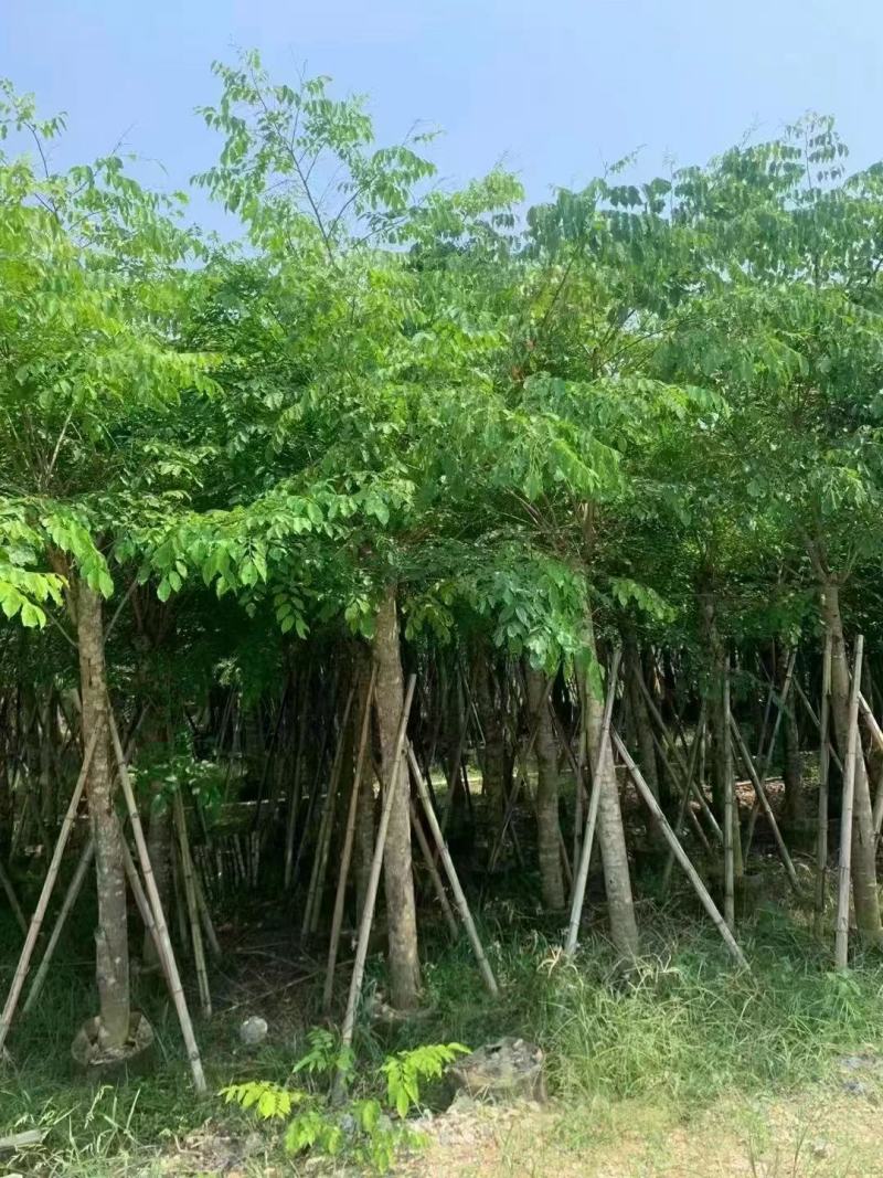 印度紫檀基地大量出售