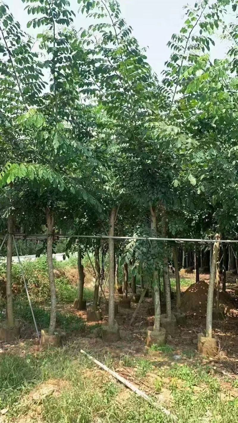 印度紫檀基地大量出售