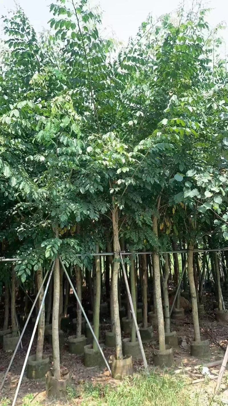 印度紫檀基地大量出售