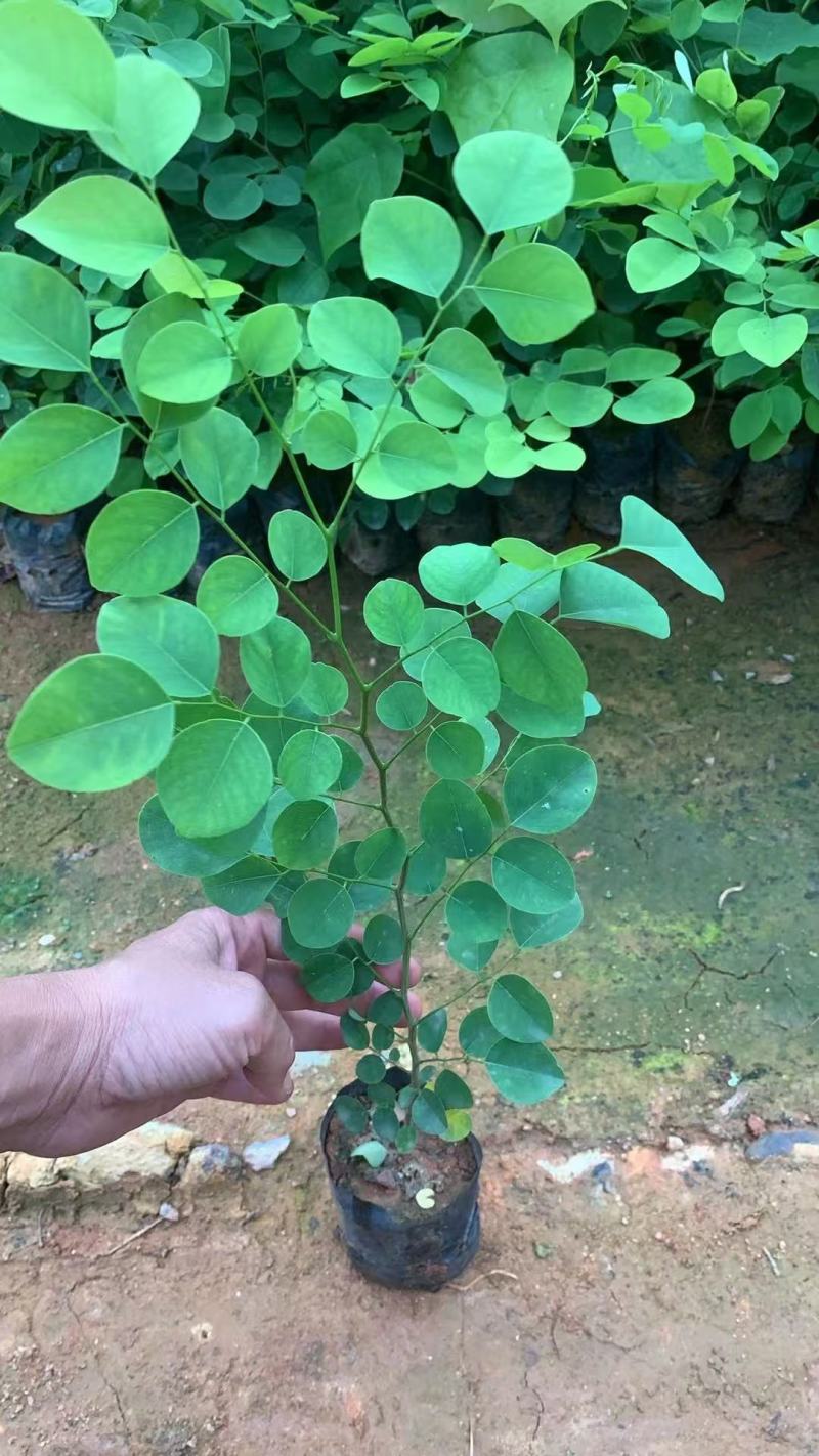 印度紫檀基地大量出售