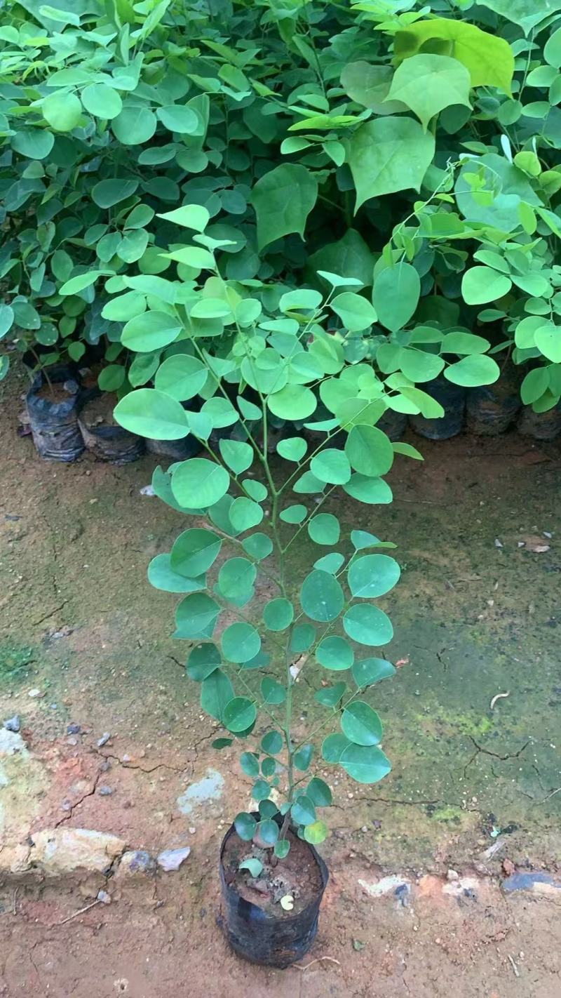 印度紫檀基地大量出售