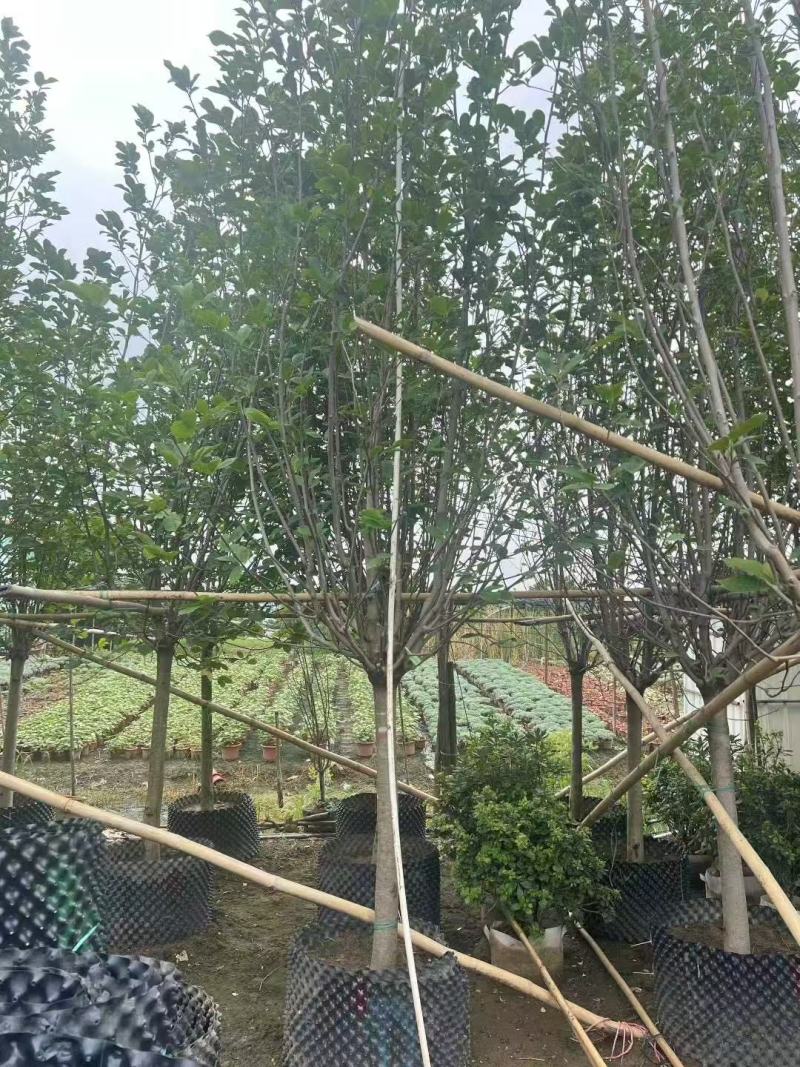 紫玉兰基地大量低价出售