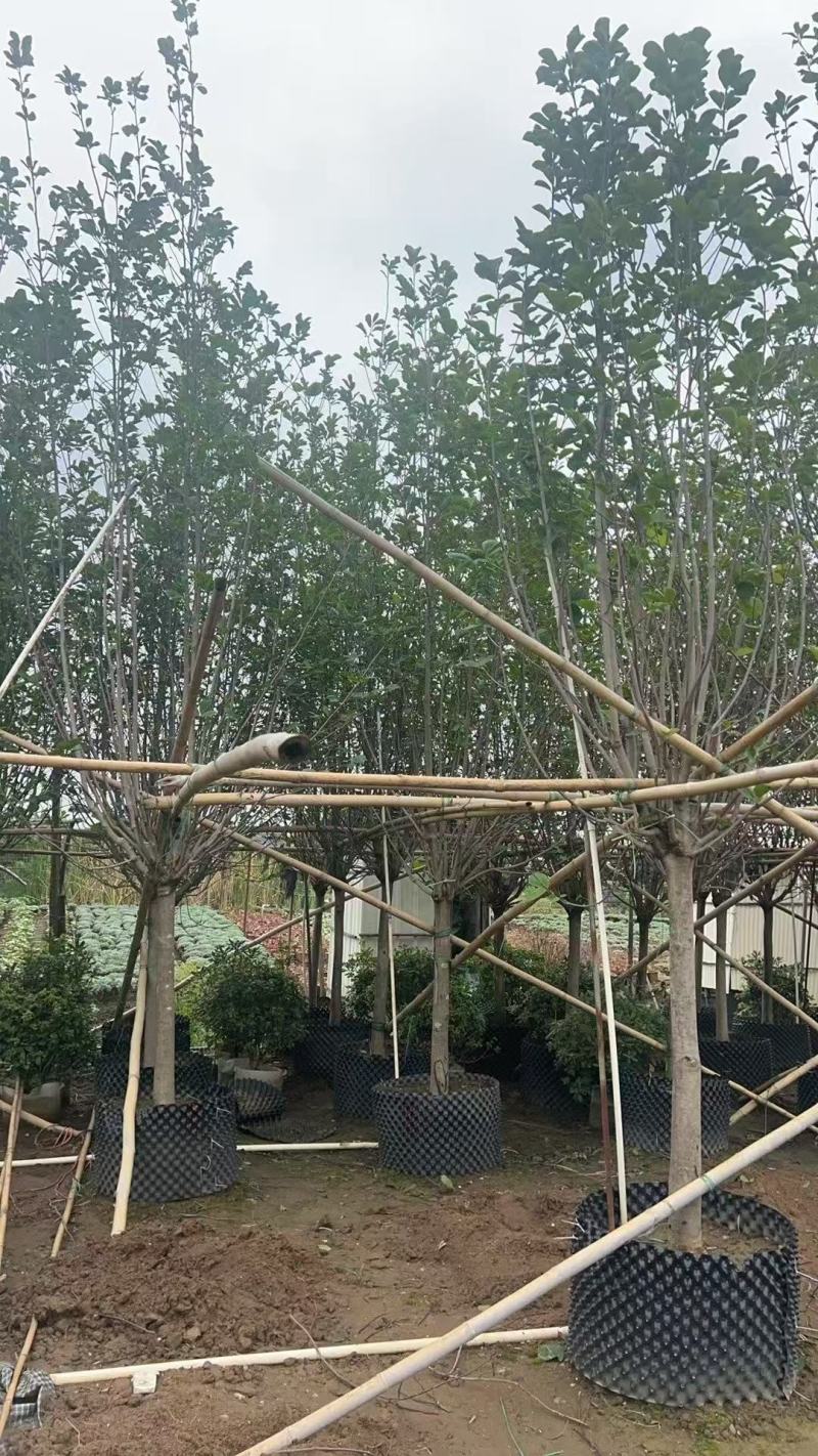 紫玉兰基地大量低价出售
