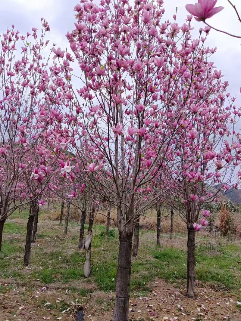 紫玉兰基地大量低价出售
