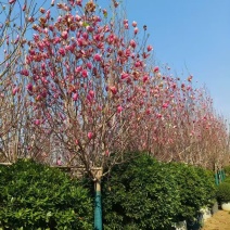 紫玉兰基地大量低价出售