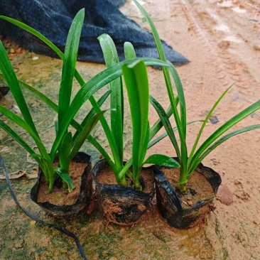 蜘蛛兰基地大量低价出售