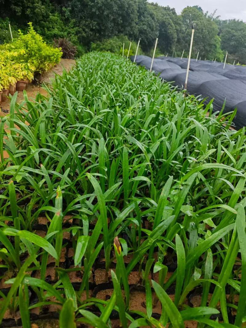 蜘蛛兰基地大量低价出售