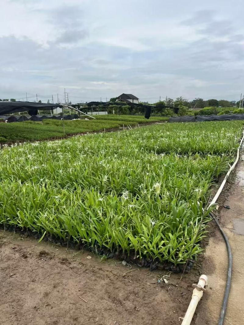 蜘蛛兰基地大量低价出售