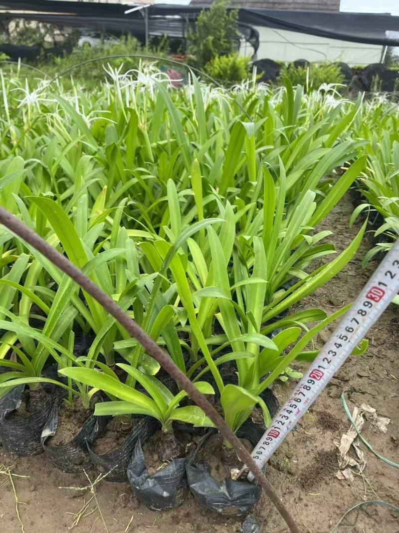 蜘蛛兰基地大量低价出售