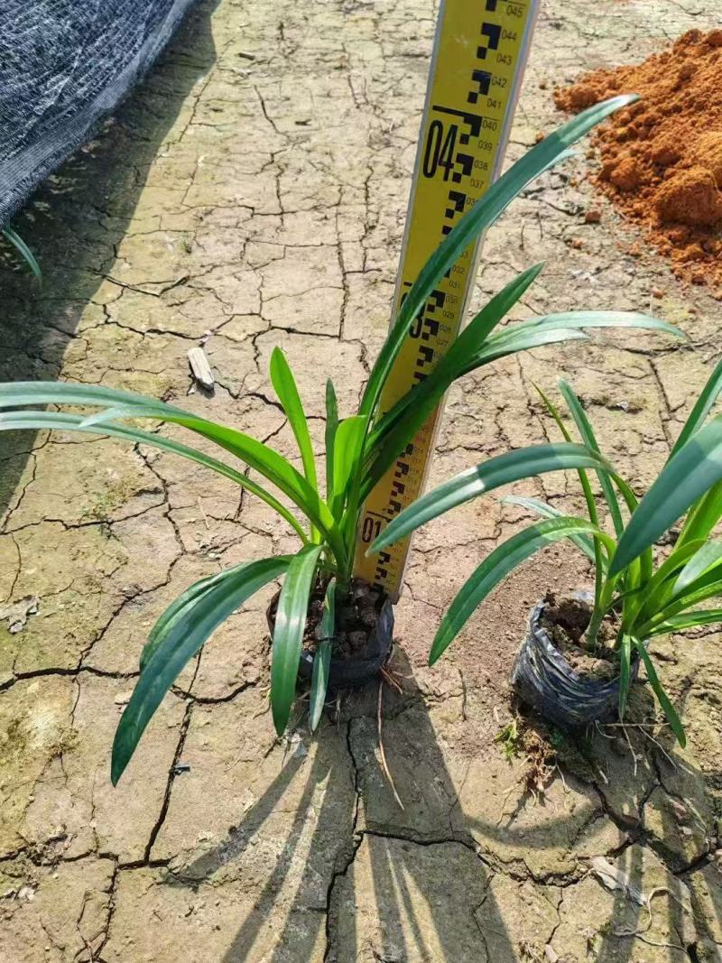 蜘蛛兰基地大量低价出售